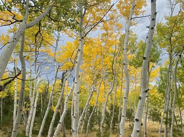 944 Brahma Circle LOT 943, Hartsel, CO 80449