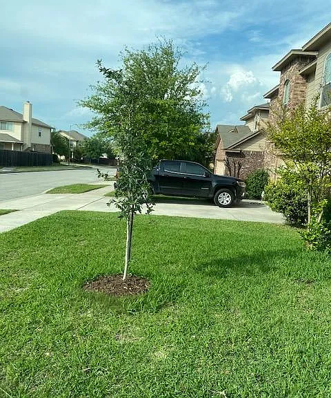 front yard