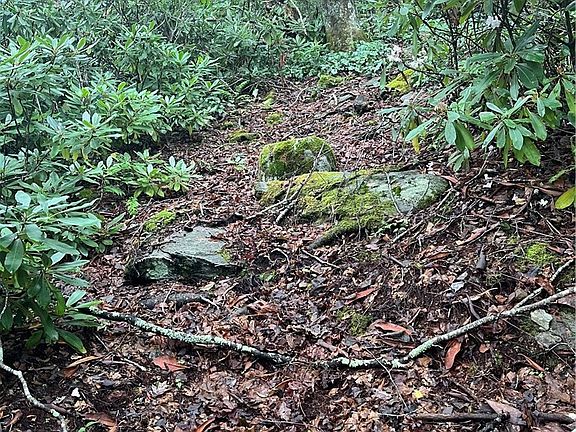 5th image of Lot #21 Scaley Bark Lane