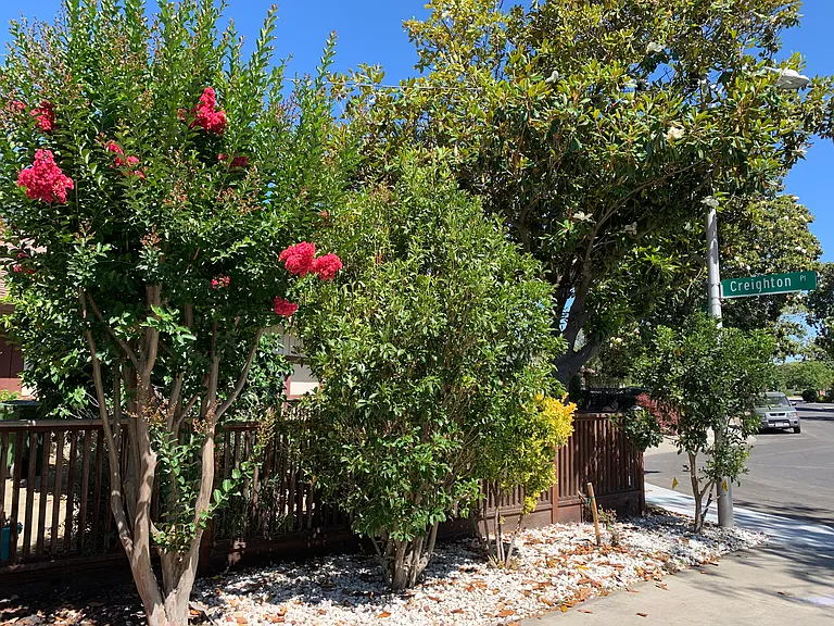 Beautiful blooming crape myrtle and fragrant osmanthus trees line the driveway