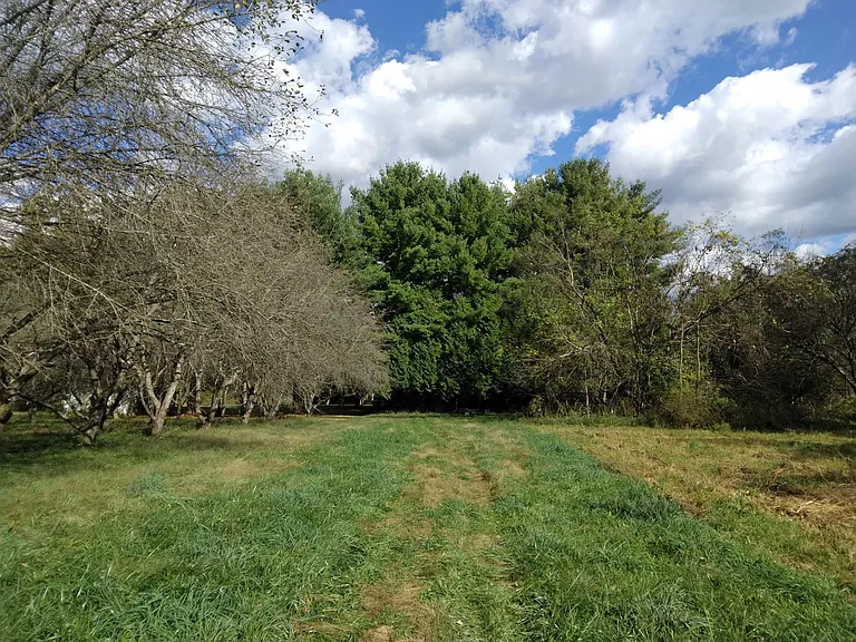 2nd apple orchard and stand of mature pine trees