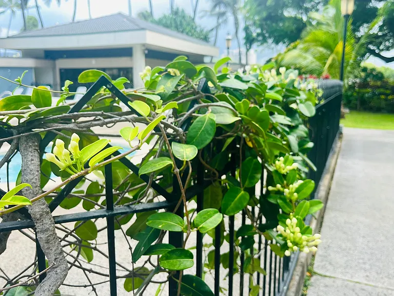 300 Wai Nani Way #2414 — Photo 19