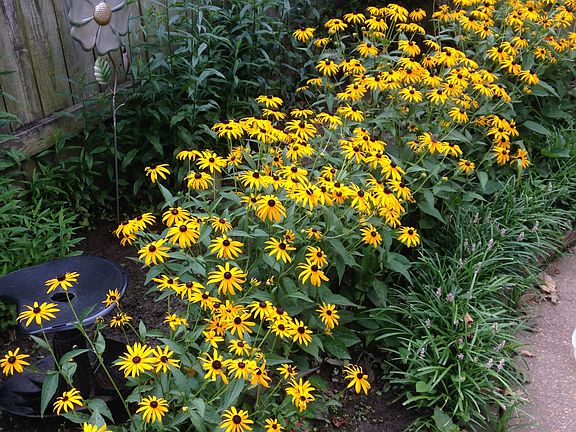 Blackeyed Susans
backyard