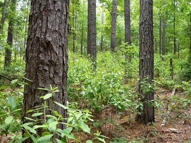1st image of 103 Acre Cir #546