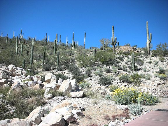 3rd image of 3598 W Starr Pass Estates Ct