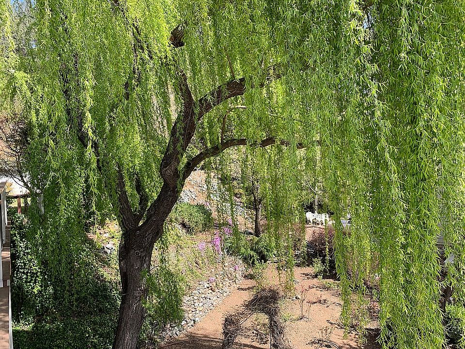 Rose garden and Willow tree 