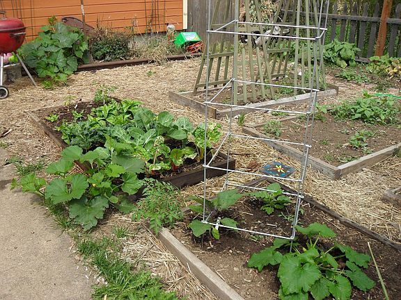 Our edible garden