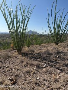 467 Brizza Bonell UNIT 41, Rio Rico, AZ, 85648