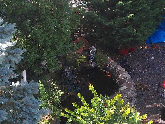 Back Yard View