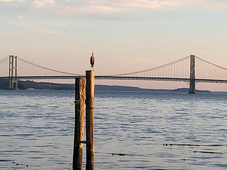 Cormorant on pilings by Tacoma Narrows Bridge.