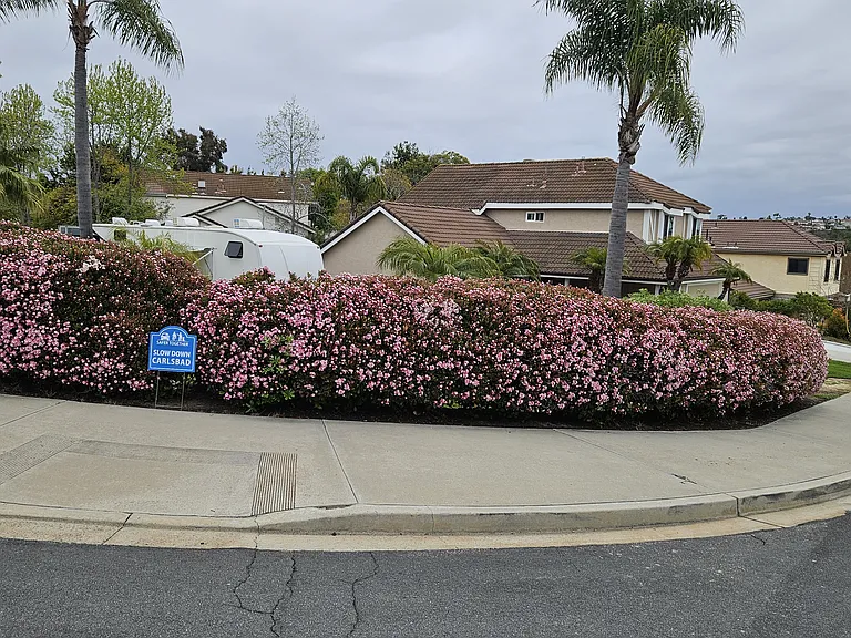 Shrub in Bloom