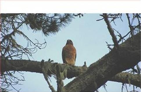 Majestic Trees with Wildlife