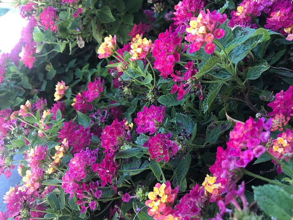 More color here at Tanglewood