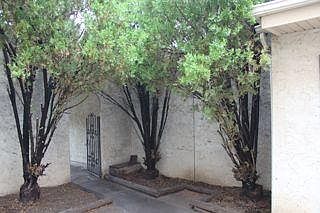 GARAGE ENTRANCE, PINE TREES