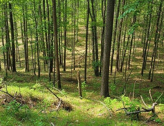 2nd image of 778 Timber Creek Trail South XI