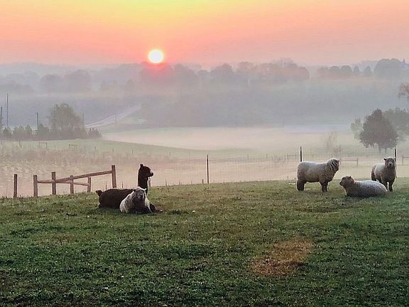 Early morning on farm