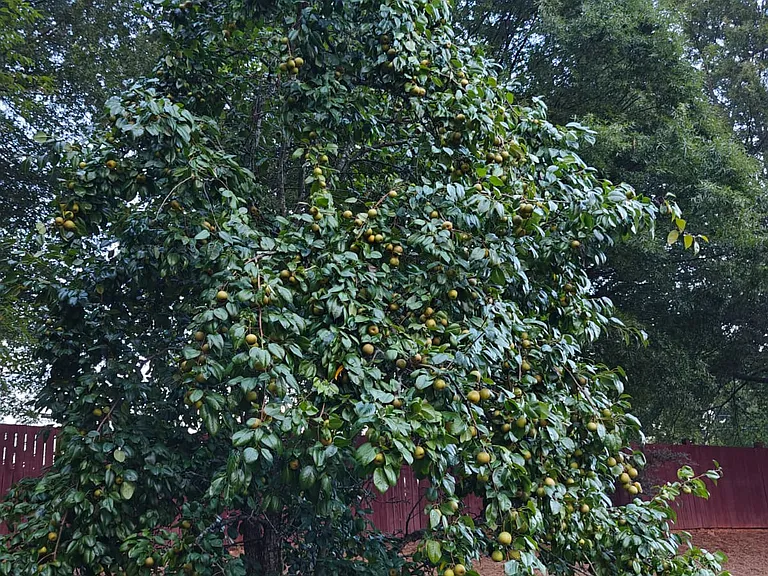 Big Pear Tree in the Backyard with fruits