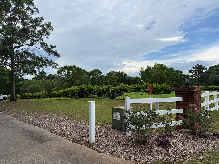 Muscadines line the fence.