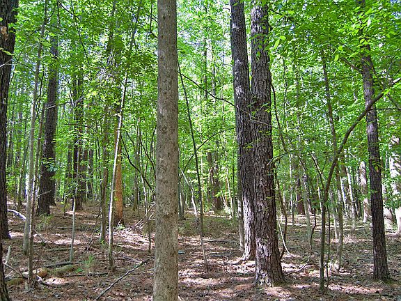 2nd image of 5301 Panther Creek Dr Lot 1