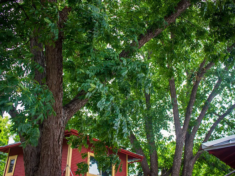 pecan trees!