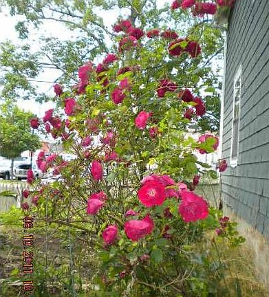 Mature Plantings