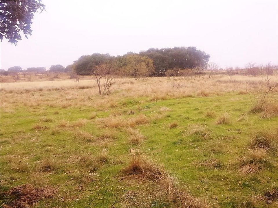 Nice large trees