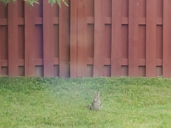 Bunny