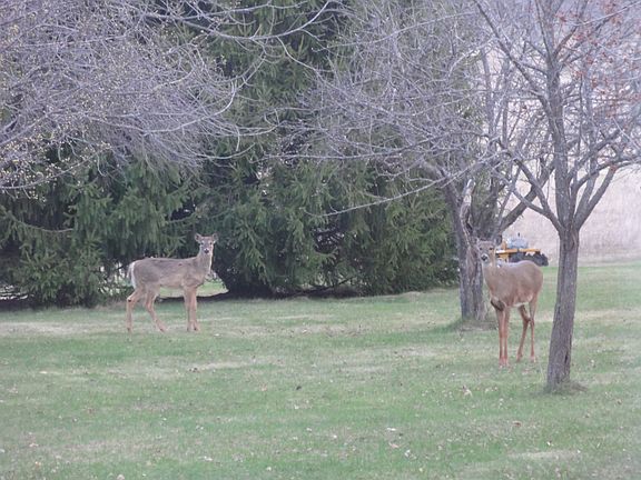 Back Yard Guests
