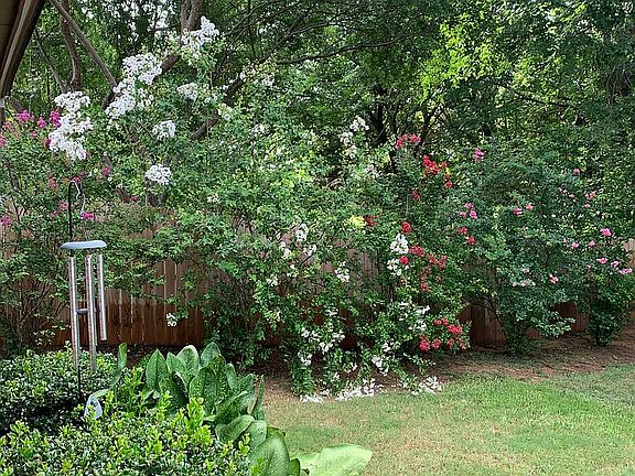 Backyard Summertime View