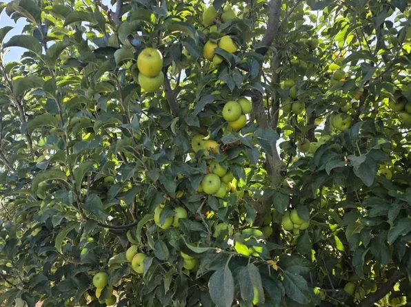 0 Olympia Ave, San Juan Bautista, CA 95045