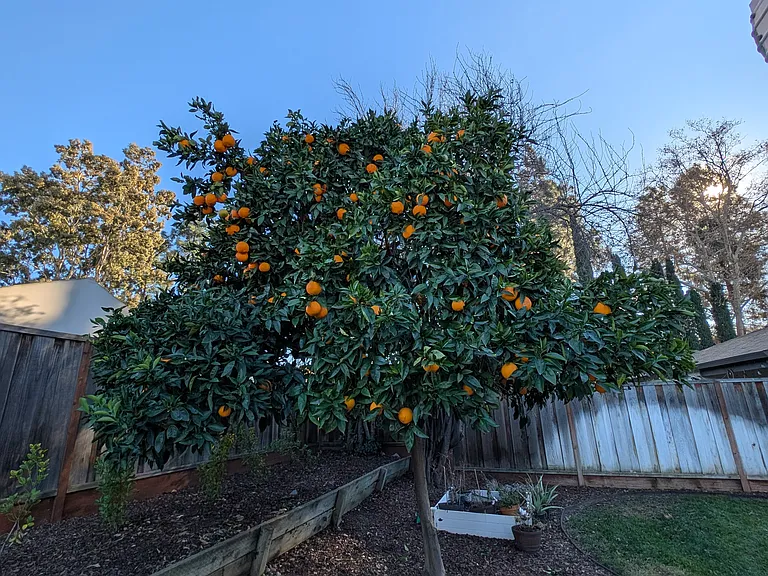 Backyard - view 3