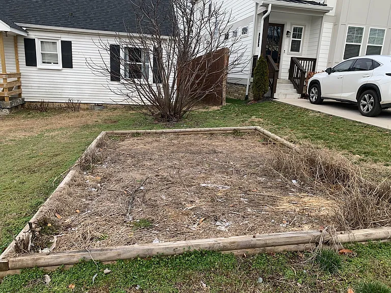 Front yard fig tree and garden plot