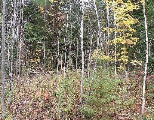 2nd image of LOT 11 Cook Road