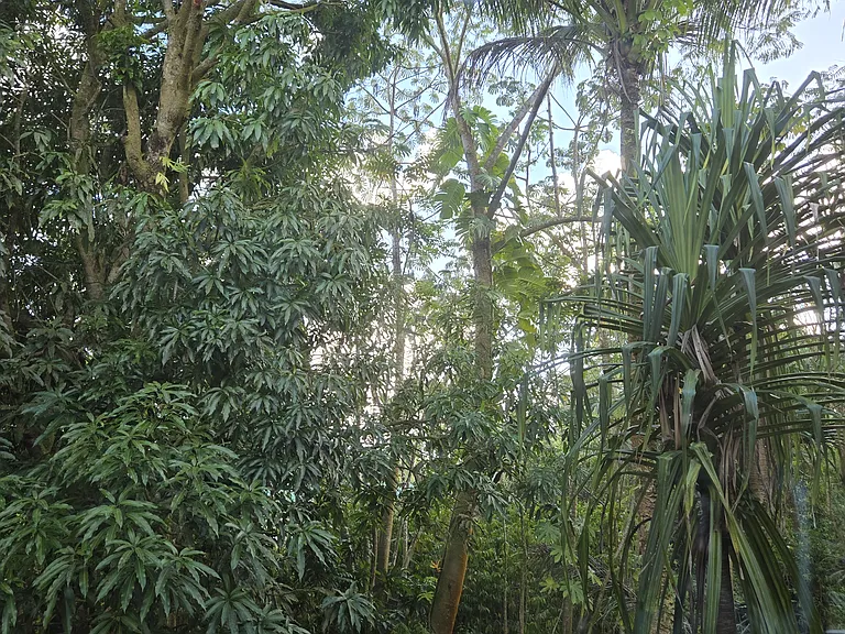 Tropical Landscape