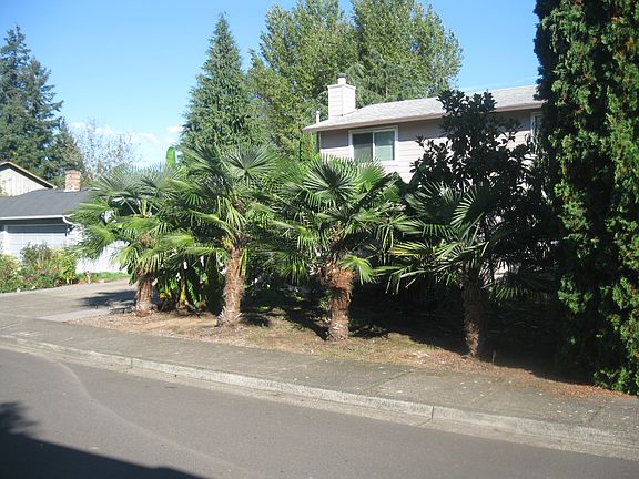 5 palms in front, 3 in back