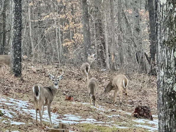 31661 Molehan Rd, Vinton, OH 45686