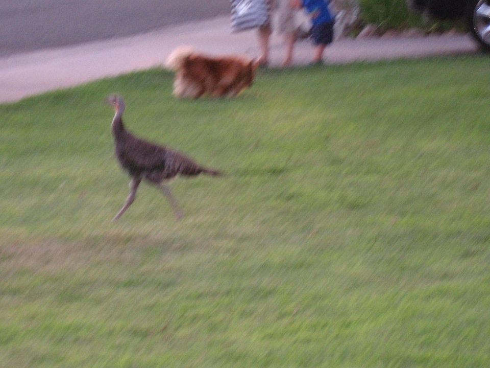 Wild Turkey
