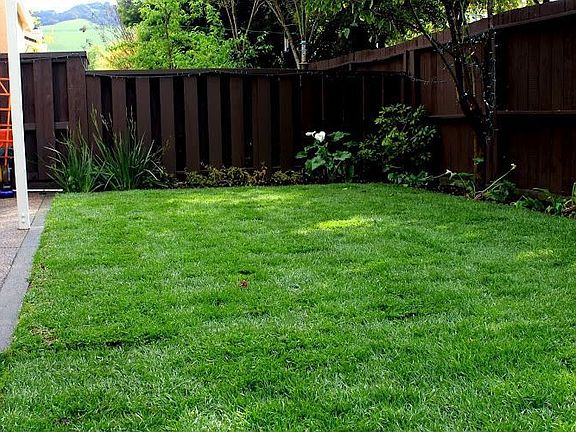 Back Yard Lawn