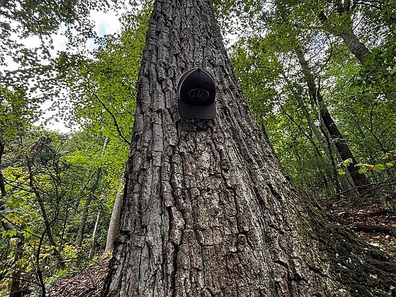 5th image of Big Pine Rd
