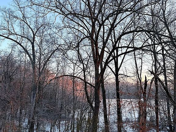 Woods behind house