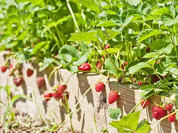 Garden strawberries