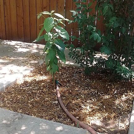 nice little avocado tree
