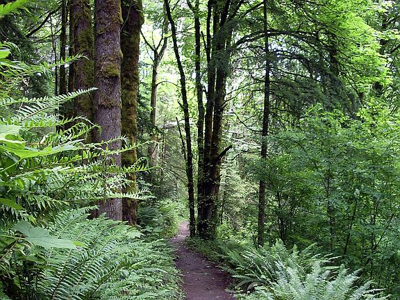 Forest Park