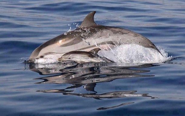 Dolphin in the canal
