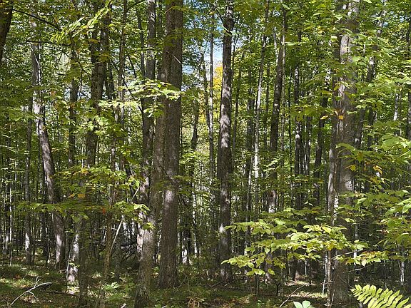 4th image of Near Ben Nichols Rd