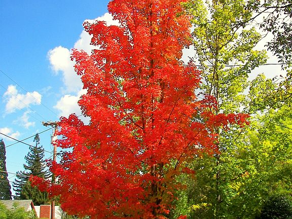Front Yard----Fall Colors