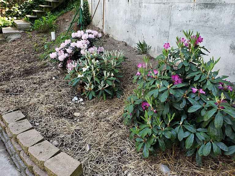 rhododendrons that need you to water them