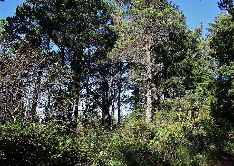 2nd image of 104 SW Dune Ave