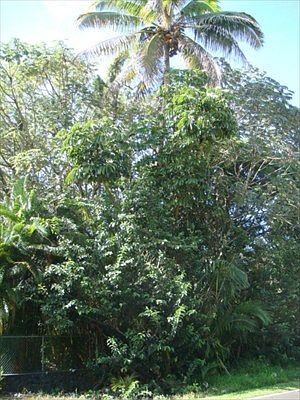 5th image of N Kahakai Blvd