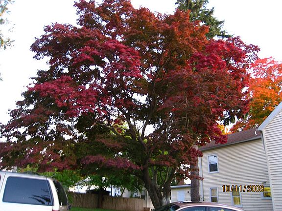 Japanese maple on backyard
